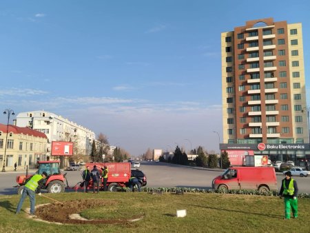 Gəncədə yerli iqlim şəraitinə uyğun güllər əkilib.
