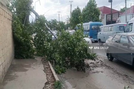 Gəncədə Güclü Külək Ciddi Fəsadlara Səbəb Oldu